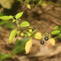 Solanum americanum Mill.